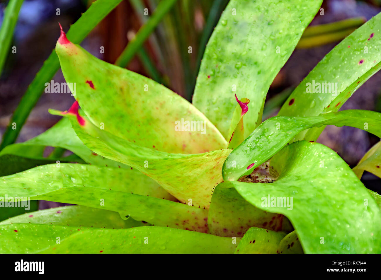 Green bromeliad leaves native to the Brazilian rainforest Stock Photo
