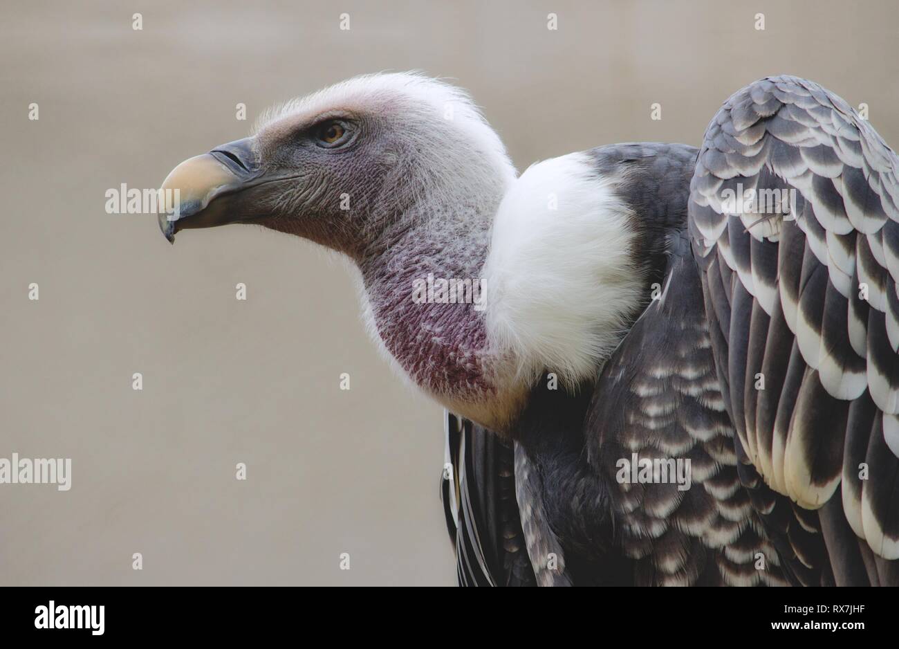 Big white vulture close up hi-res stock photography and images - Alamy