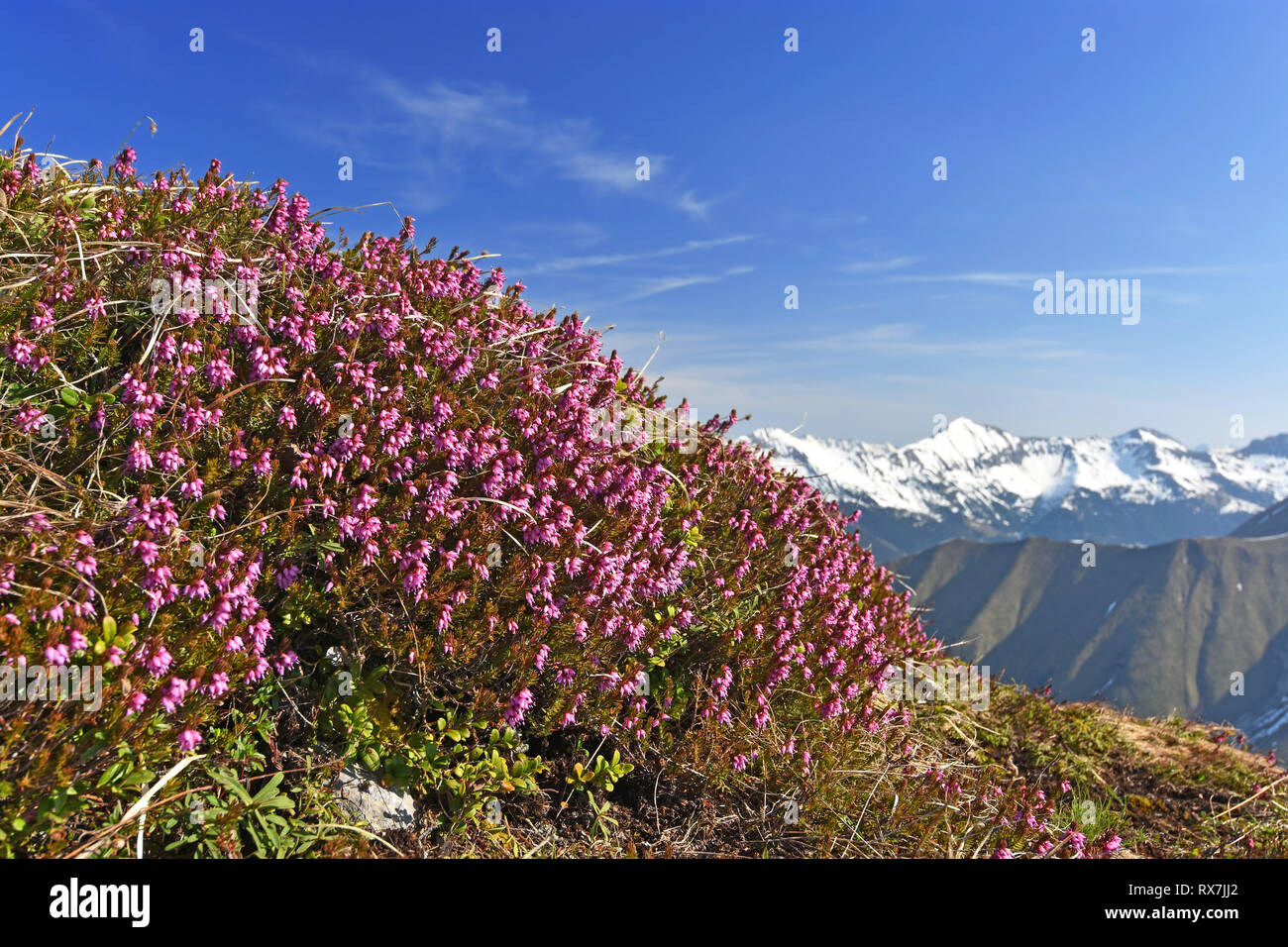 Shrub of Erica Carnea (winter heath, winter flowering heather, spring heath, alpine heath) in the Tyrolean Alps, Austria. Selective focus Stock Photo