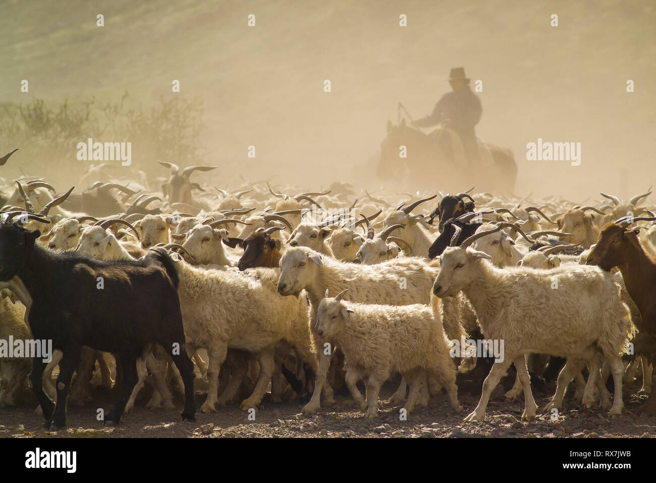 ANDES, ARGENTINA. Gaucho driving his herd of goats down from the mountains in a cloud of dust Stock Photo