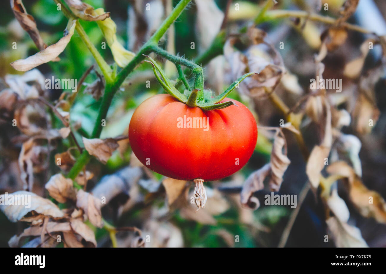 A single, bright red tomato hanging from a green stalk Stock Photo - Alamy