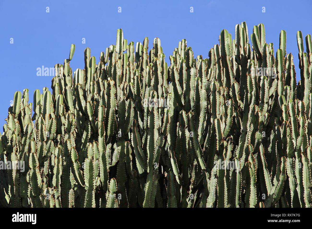 Candelabra tree Euphorbia candelabrum succulent plant in Jardin