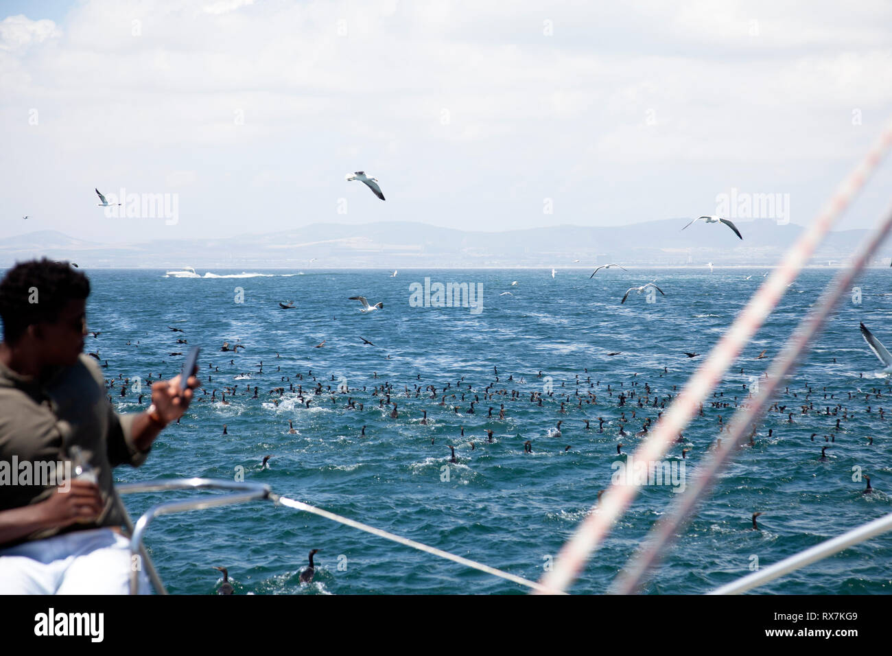Comorants Feeding in Table Bay as Catamaran Passes - Cape Town, South Africa Stock Photo
