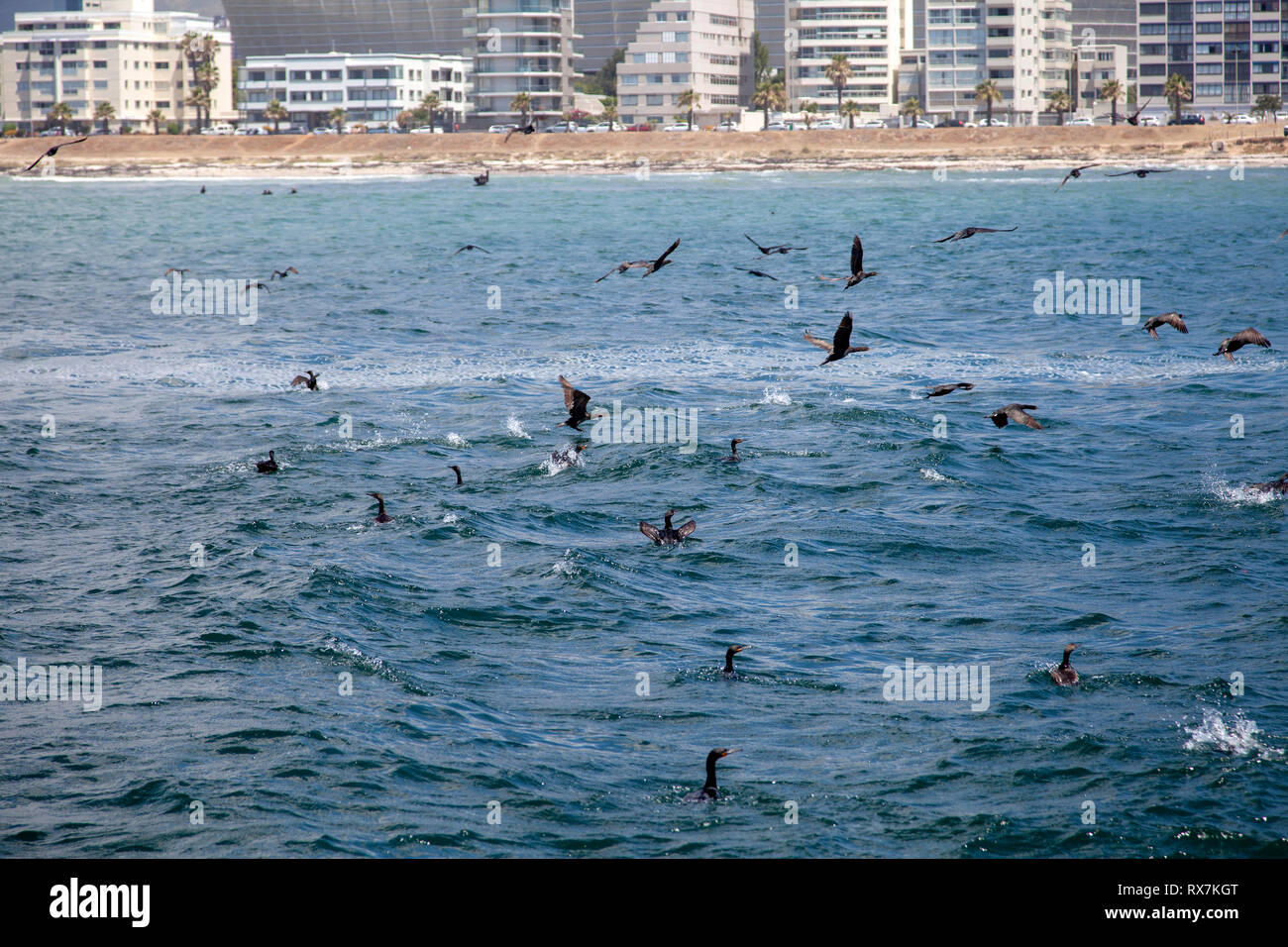 Comorants Feeding in Table Bay  - Cape Town, South Africa Stock Photo