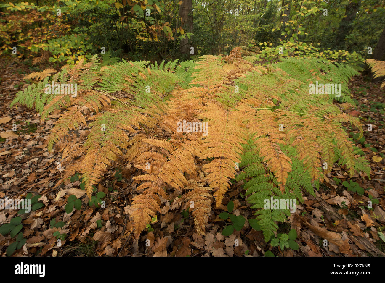 Broad Buckler Fern Leaves, Dryopteris dilitata, Thornden Woods, Kent, UK Stock Photo