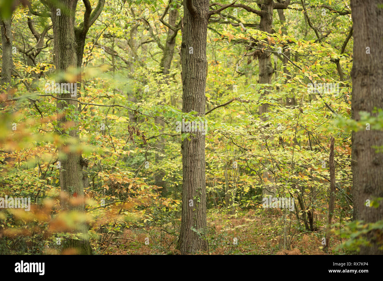 Mixed Woodland in autumn colours, Thornden Woods, Kent, UK Stock Photo