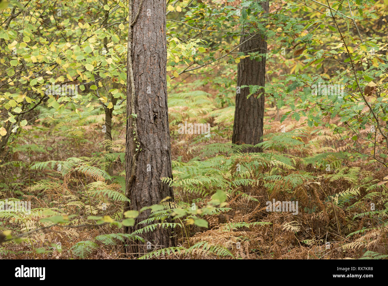 Mixed Woodland in autumn colours, Thornden Woods, Kent, UK Stock Photo