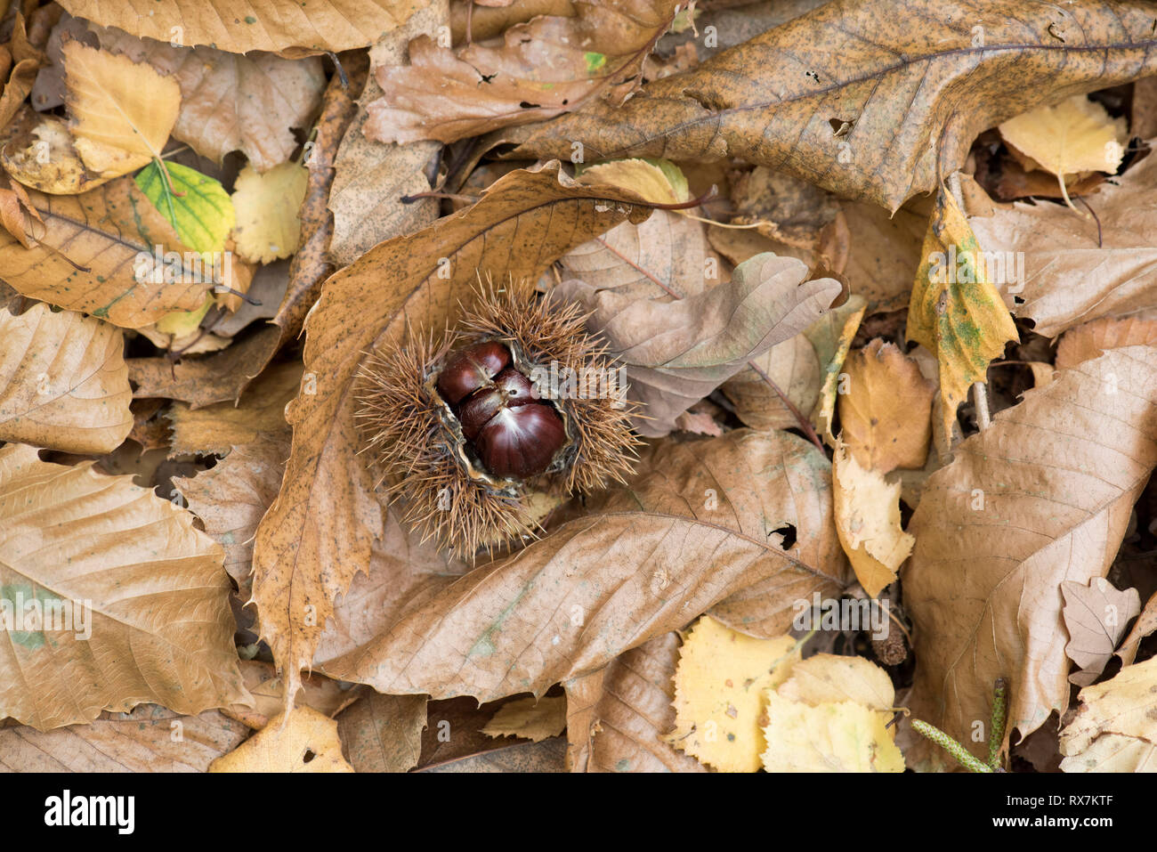 Sweet Chestnut seeds on ground leaves, Castanea sativa, Thornden Woods, Kent, UK Stock Photo