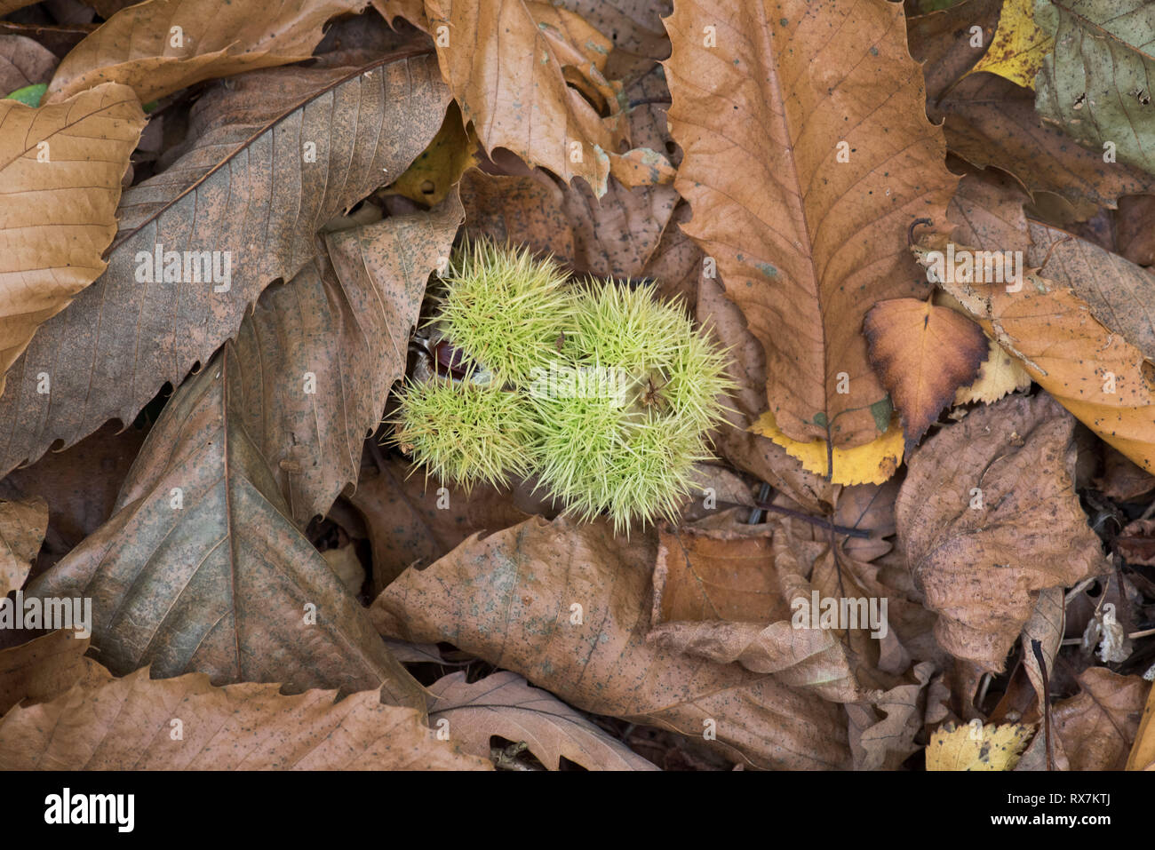 Sweet Chestnut seeds on ground leaves, Castanea sativa, Thornden Woods, Kent, UK Stock Photo