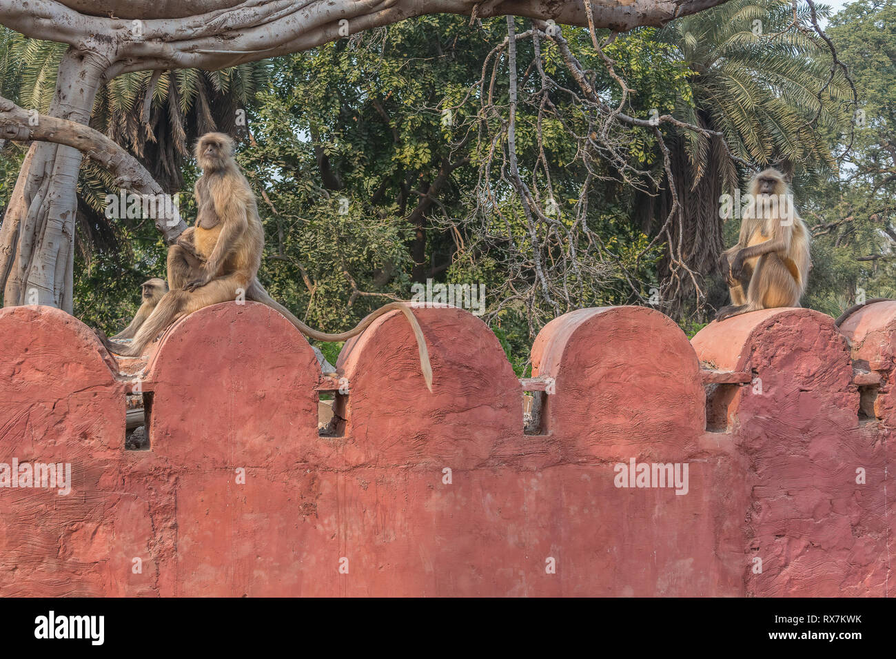 Gray Langur Monkey sitting on the ruins in Ranthambore National Park in India Stock Photo