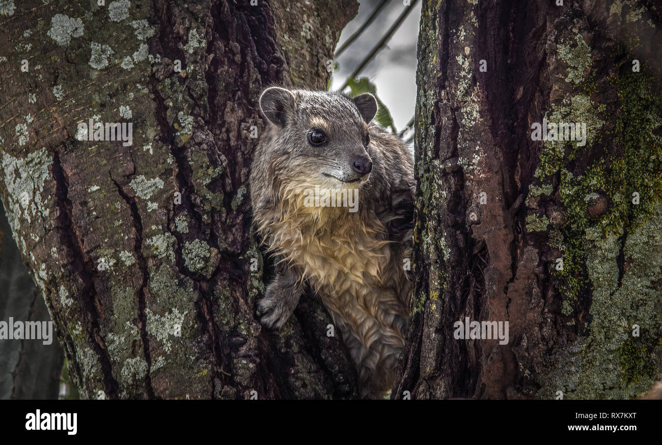 An african rock hyrax looking out from a tree in East Africa. Stock Photo