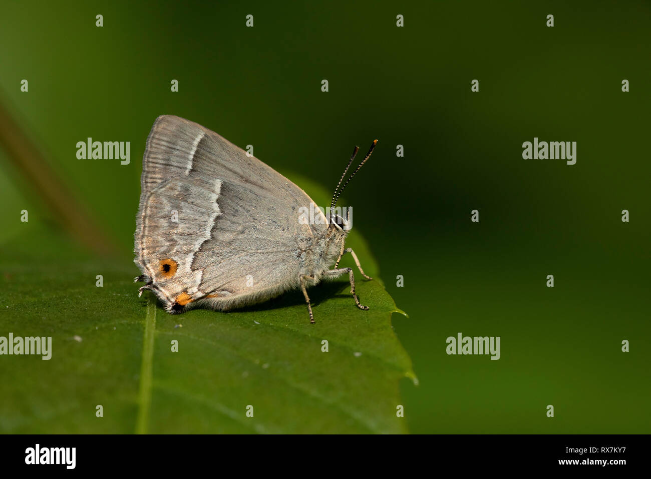 Purple Hairstreak Butterfly, Favonius quercus, Thornden Woods, Kent, UK, RSPB Reserve, found in oak woodlands, side view, underside of wings, Stock Photo