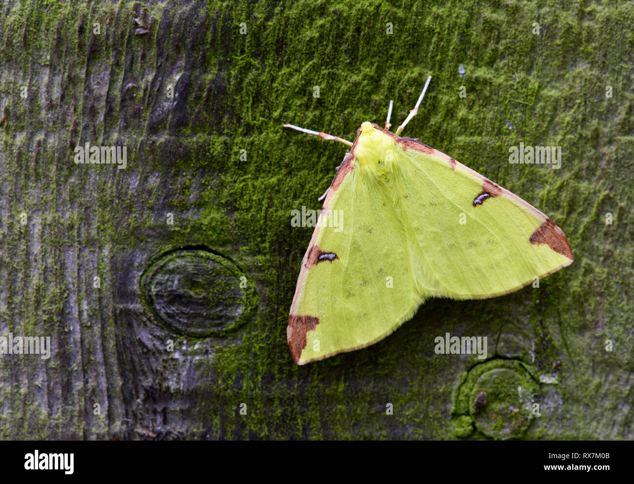 Brimstone Moth, Opisthograptis luteolata, Kent UK, adult, yellow colour, in garden Stock Photo