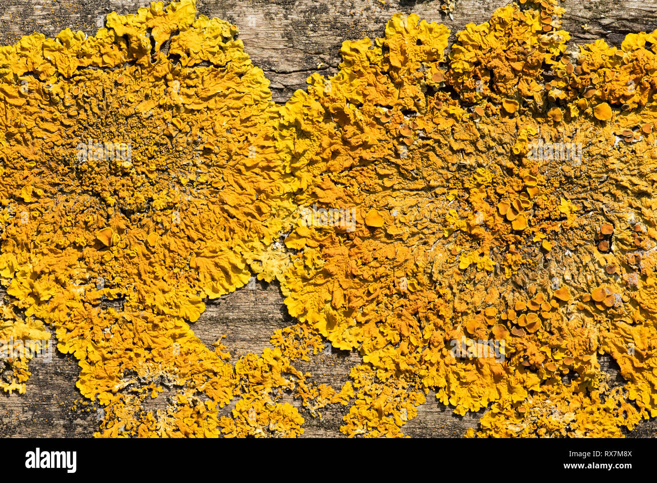 Common Orange Lichen, Maritime sunburst Liched, Xanthoria parietina, Bredhurst Woodlands, Kent UK, high pollution tolerant species, growing on woodlan Stock Photo