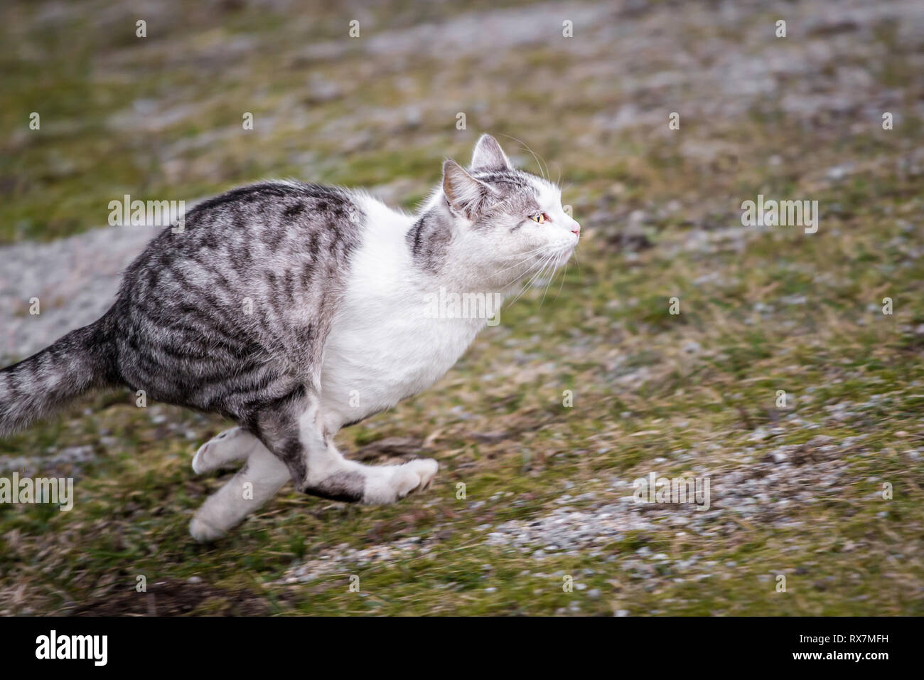 White grey mackerel farm cat running Stock Photo