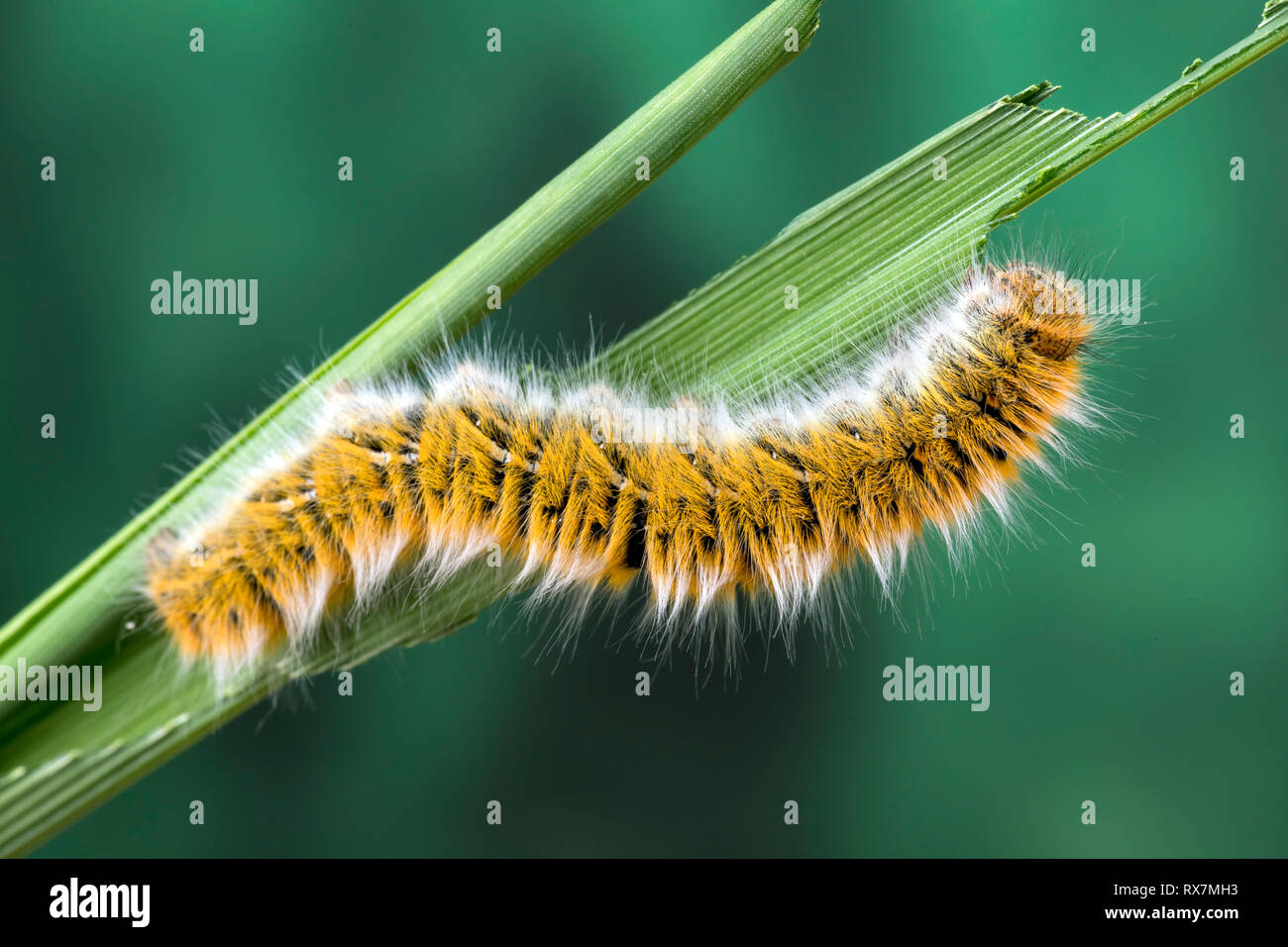 Eggar Moth (lasiocampa trifolii) caterpillar Stock Photo