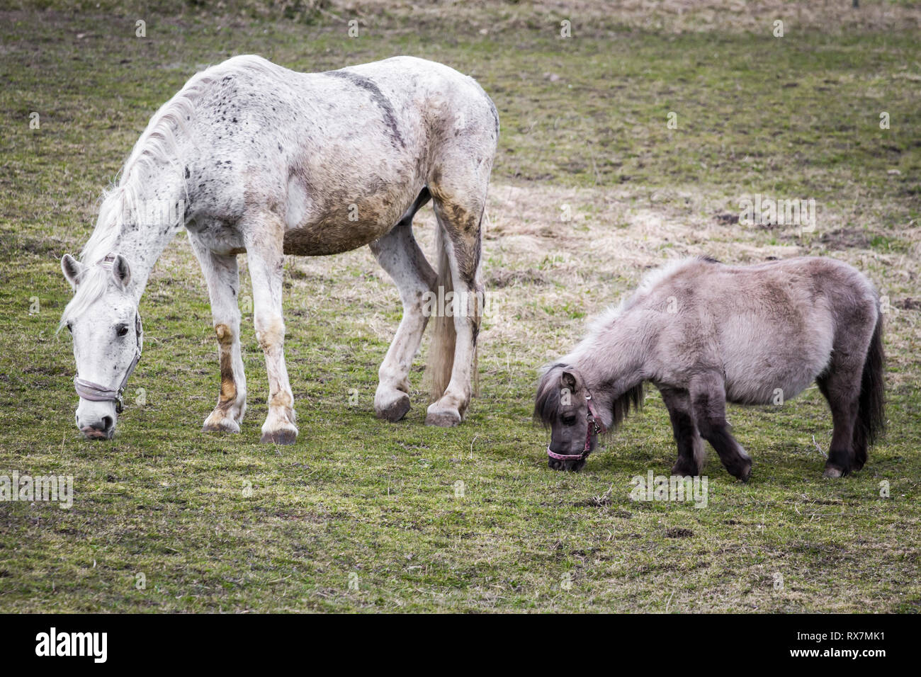 A horse and a Falabella pony grazing in the winter Stock Photo