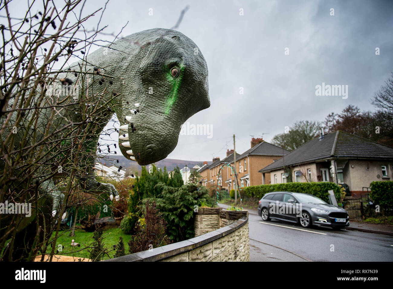 Friday  08 March 2019  Pictured: Alun the dinosaur outside the house in Cwmbran Re: Alun the allosaurus has found a new home in a Cwmbran garden. The  Stock Photo
