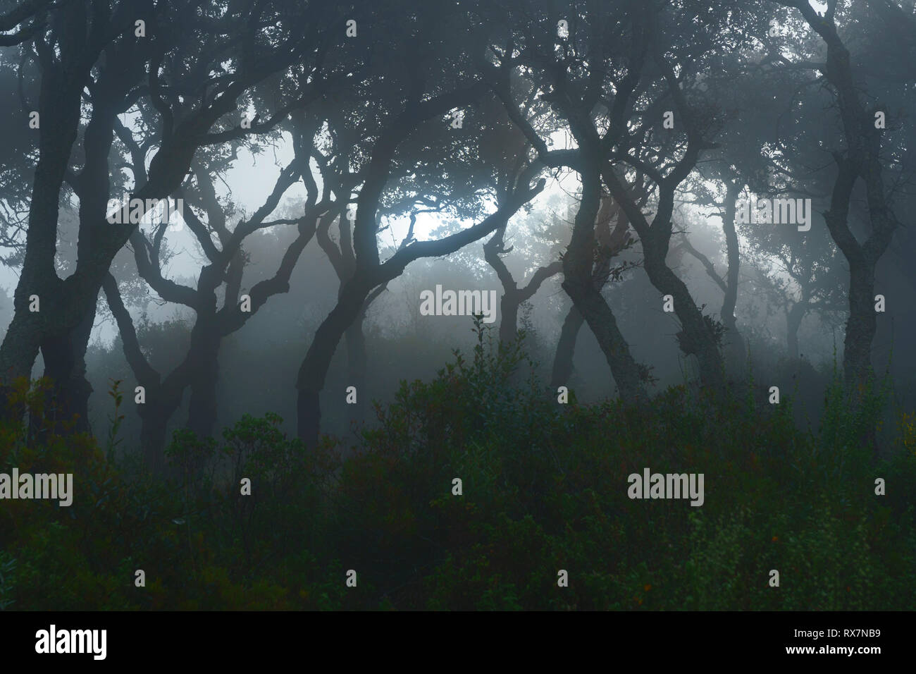 Tree silhouette heavy fog hi-res stock photography and images - Alamy