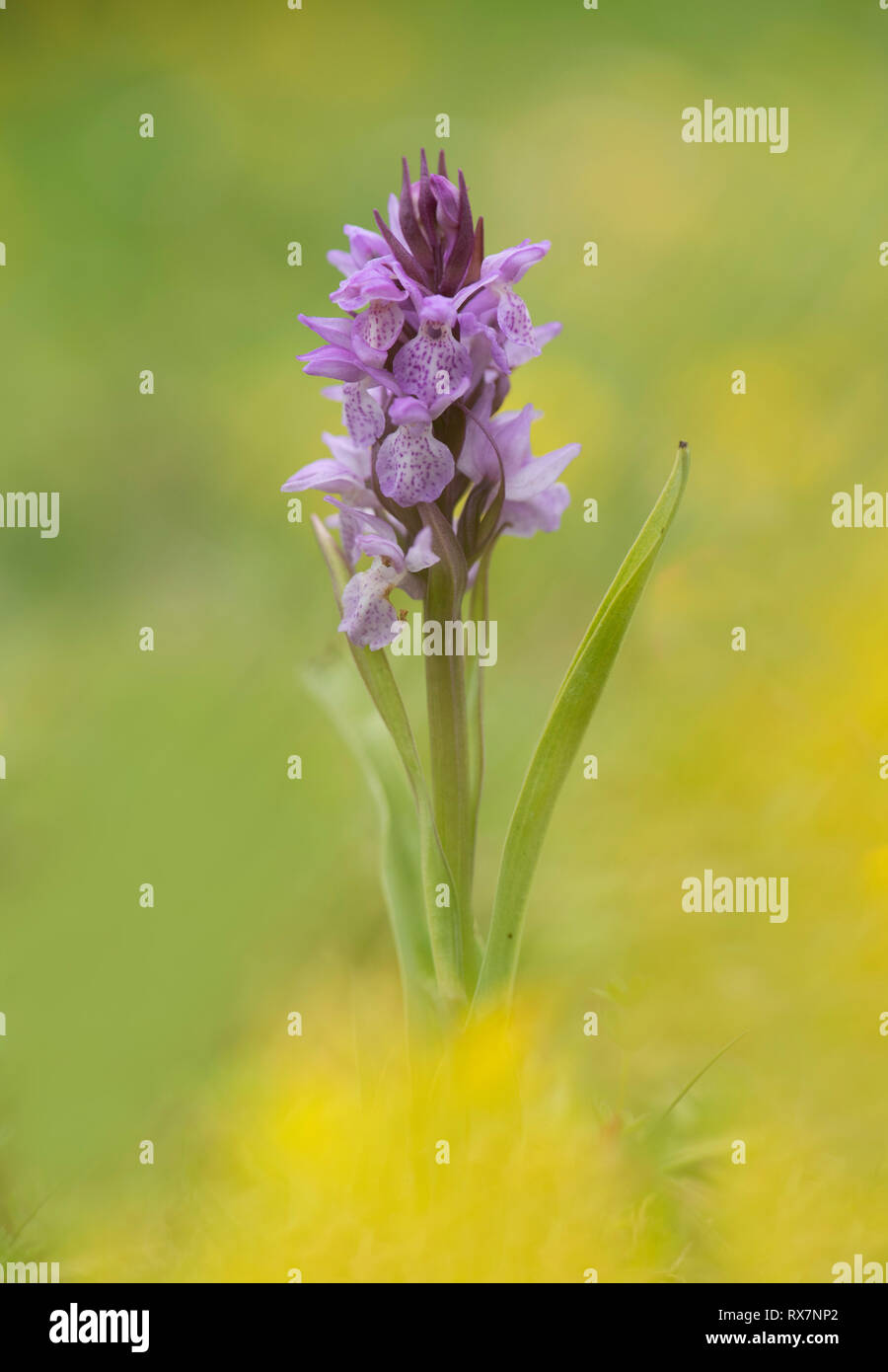 Common Spotted Orchid, Dactylorhiza fuchsii, Monkton Nature Reserve, Kent, UK Stock Photo