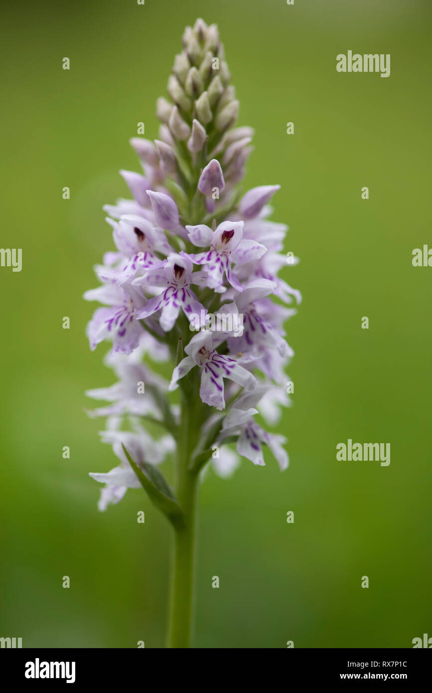 Common Spotted Orchid, Dactylorhiza fuchsii, Monkton Nature Reserve ...