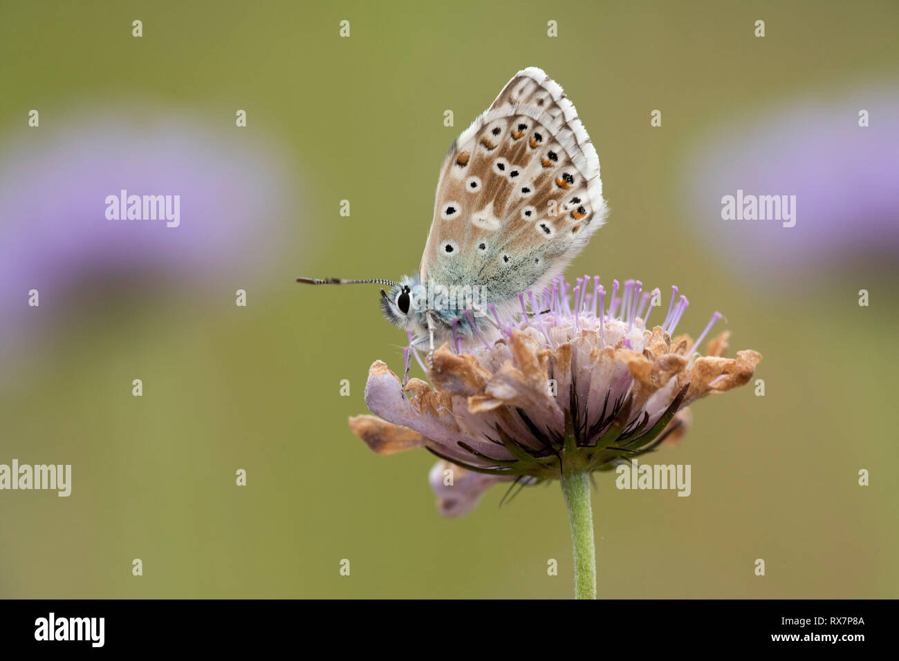 Chalkhill Blue Butterfly, Polyommatus coridon, Temple Ewell Nature Reserve, Kent Wildlife Trust, UK Stock Photo
