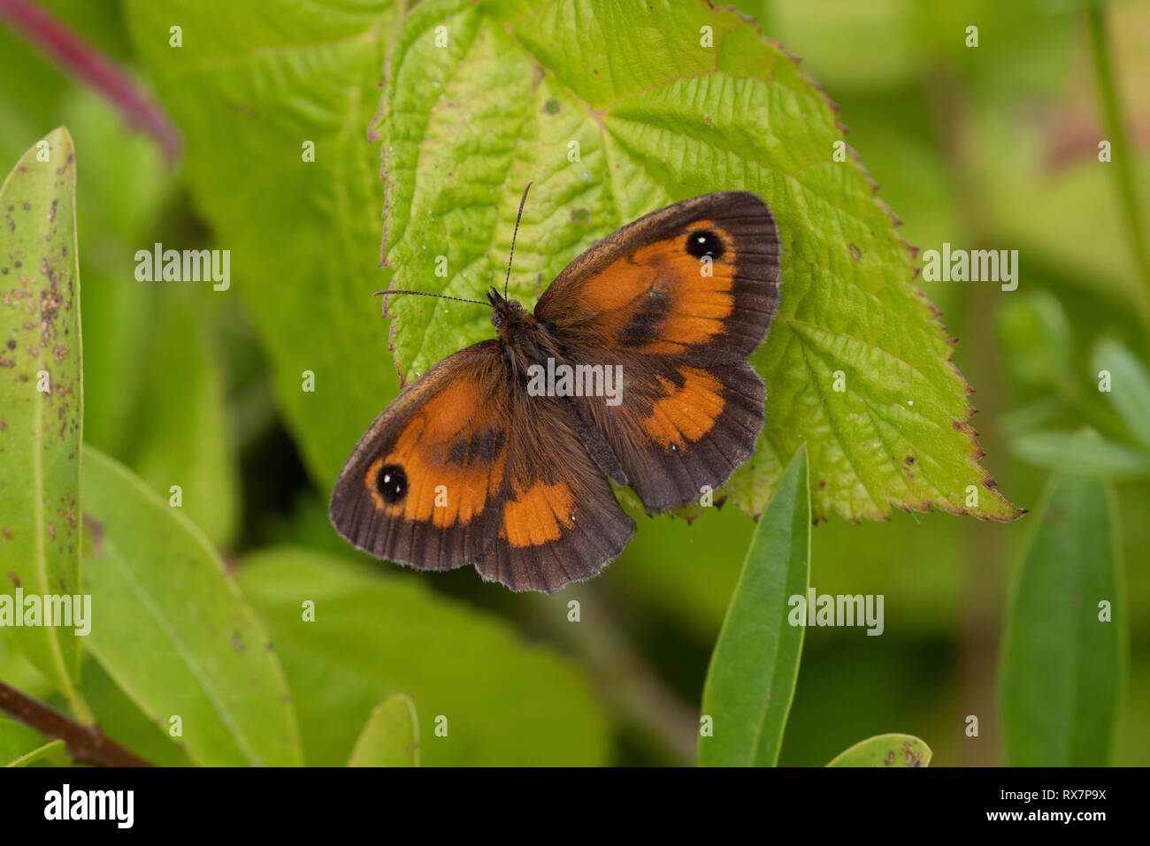 Gatekeeper Butterfly, Hedge Brown, Pyronia tithonus, Temple Ewell