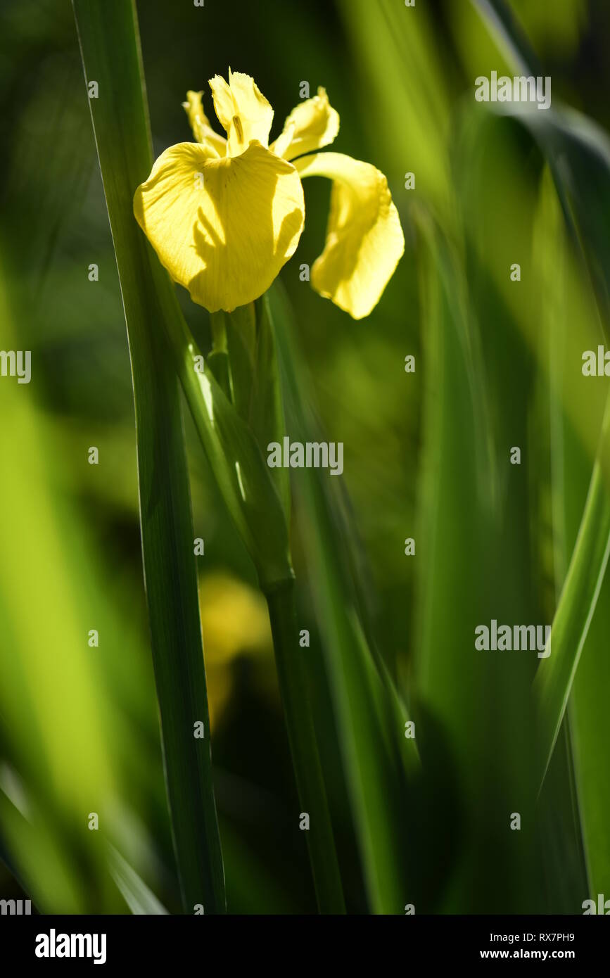 Yellow Flag Iris, Garden Pond, Kent UK Stock Photo Alamy