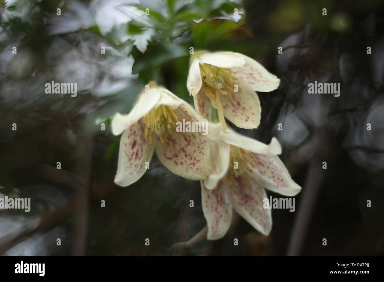 Winter flowering clematis cirrhosa Stock Photo