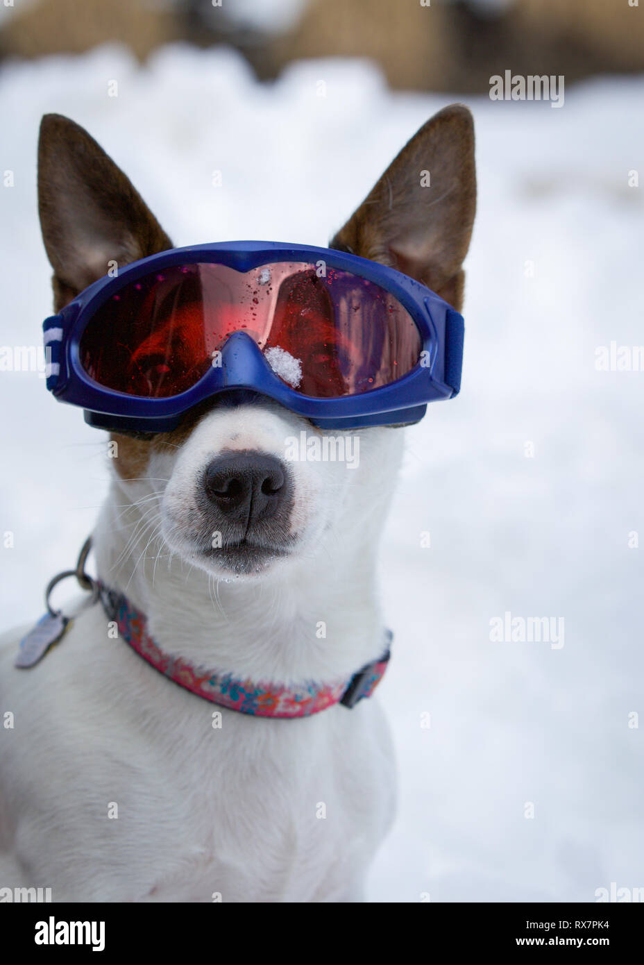 Pet portrait of dog wearing ski goggles Stock Photo