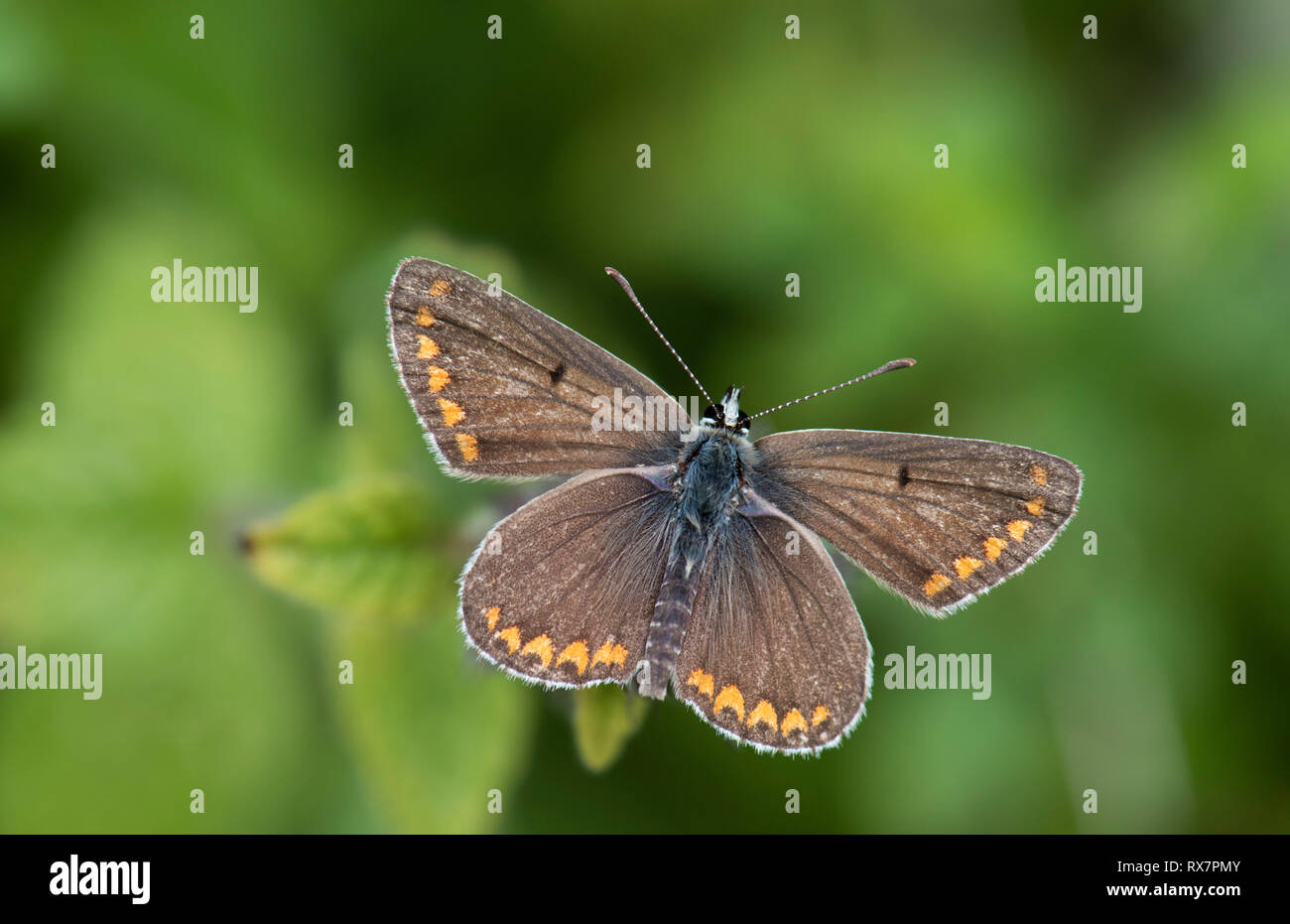 Brown Argus Butterfly Aricia Agestis Queensdown Warren Kent Wildlife brown-argus-butterfly-aricia-agestis-queensdown-warren-kent-wildlife