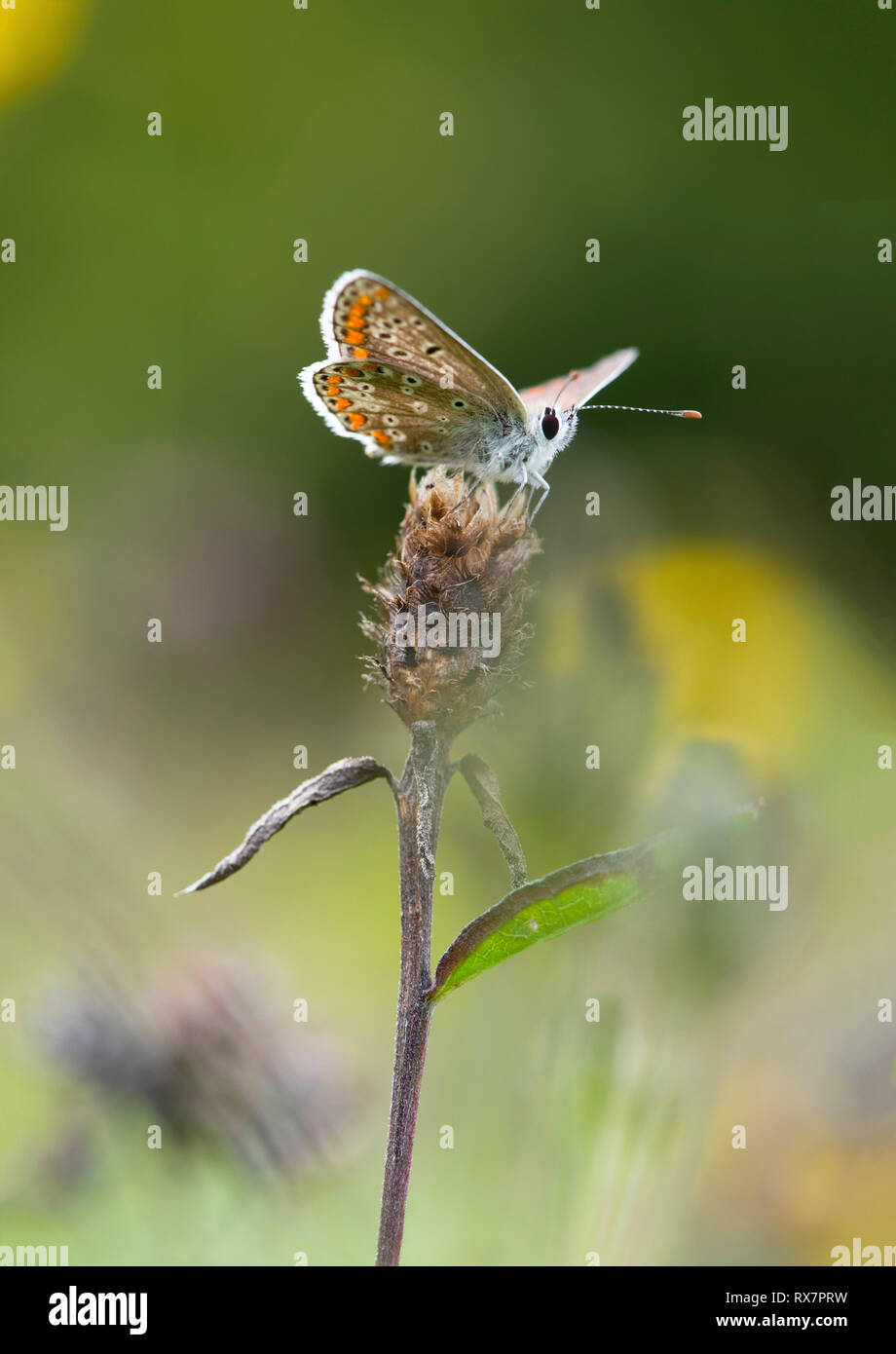 Brown Argus Butterfly, Aricia agestis,  Queensdown Warren, Kent Wildlife Trust, UK, wings open in flower meadow Stock Photo