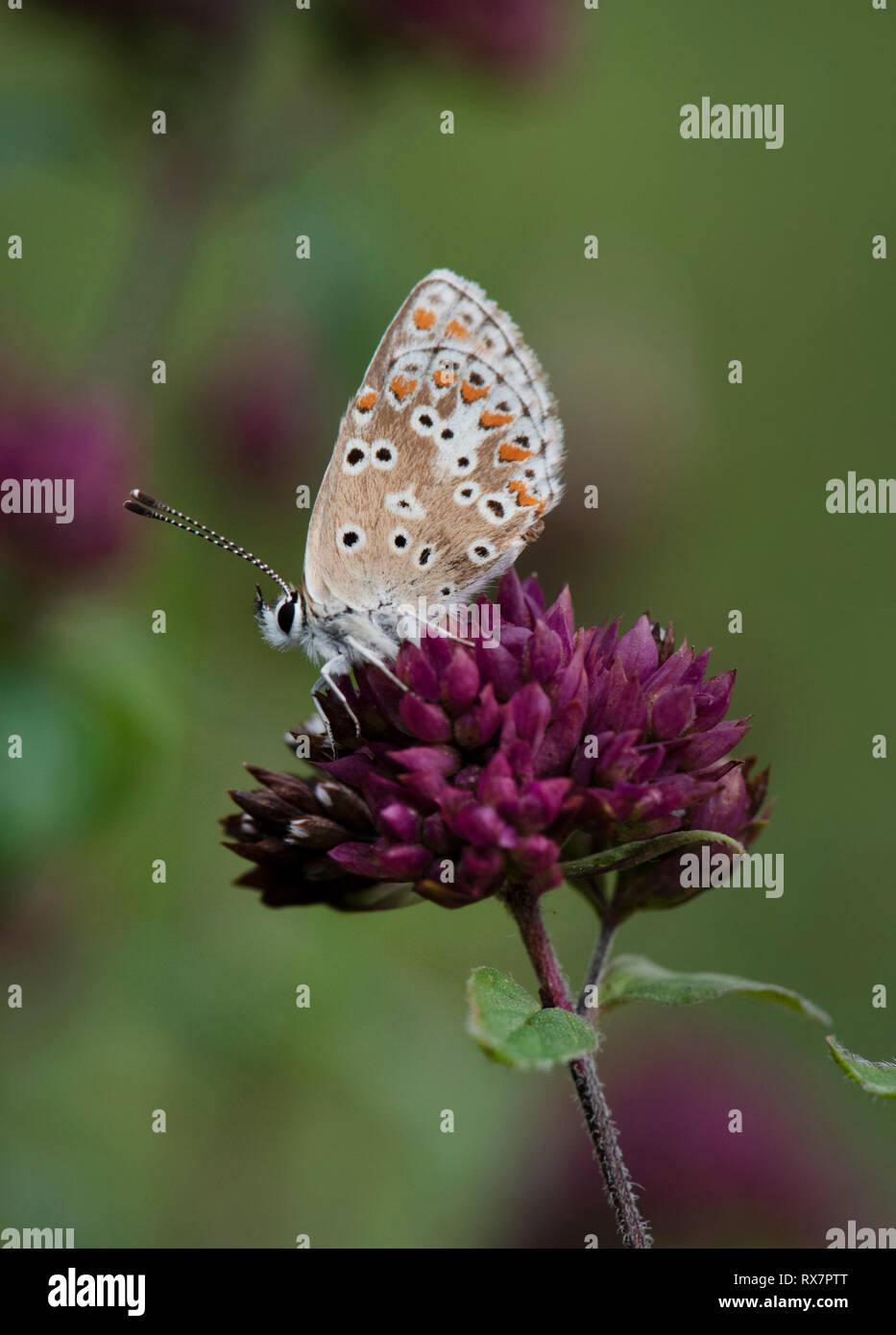 Brown Argus Butterfly Aricia Agestis Queensdown Warren Kent Wildlife brown-argus-butterfly-aricia-agestis-queensdown-warren-kent-wildlife