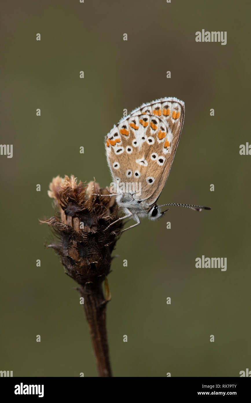 Brown Argus Butterfly Aricia Agestis Queensdown Warren Kent Wildlife brown-argus-butterfly-aricia-agestis-queensdown-warren-kent-wildlife