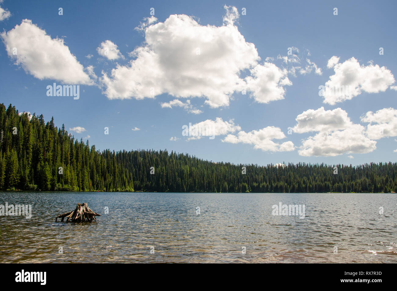 Tree stump in Jubilee Lake, Oregon Stock Photo Alamy