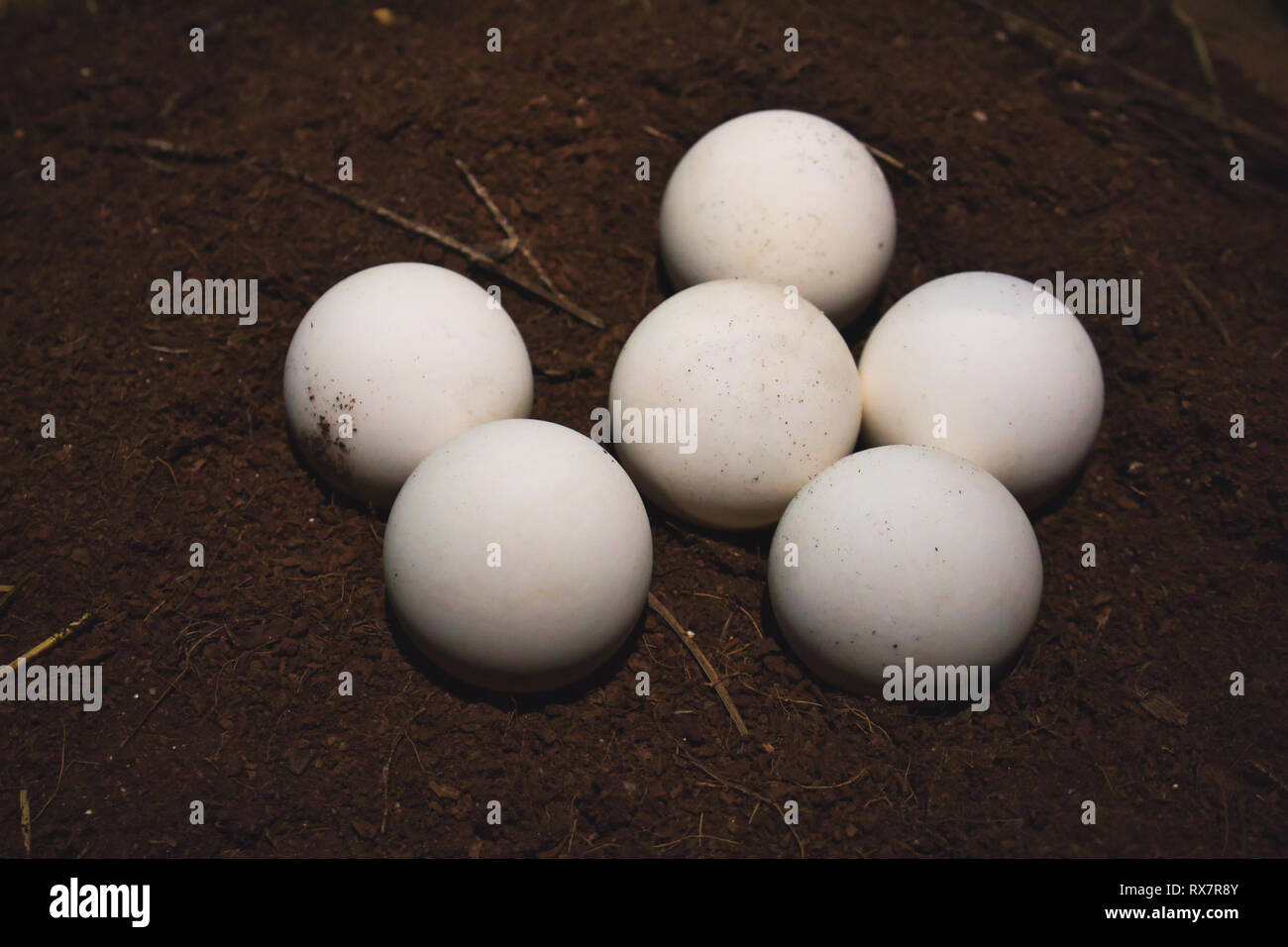 Closeup of a group of white, round turtle eggs on soil Stock Photo Alamy