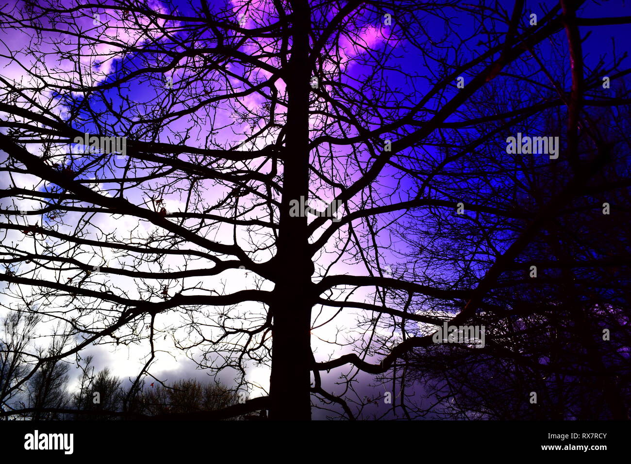 amsterdam - park with leafless winter tree & purple background Stock Photo