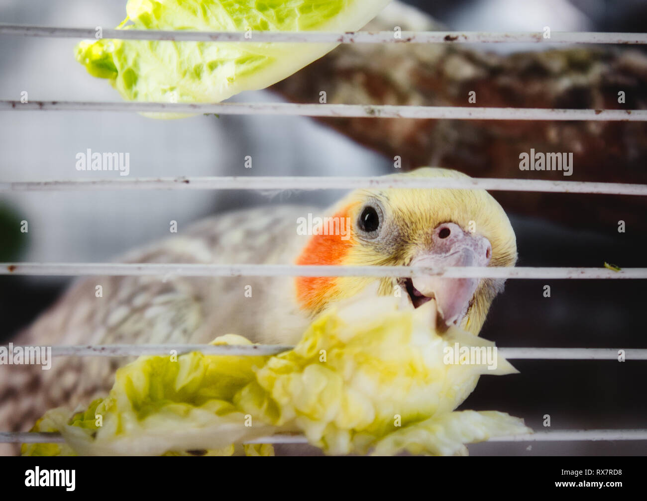 Cockatiel (Nymphicus hollandicus) in a cage nibbling on a piece of lettuce through the bars Stock Photo