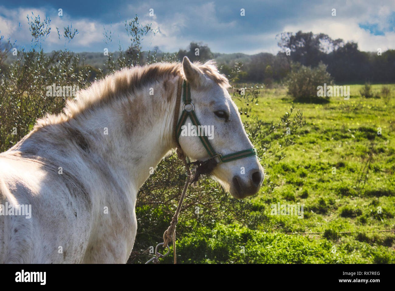 A white / grey horse tied with a rope in a field with olive trees under a blue, cloudy sky Stock Photo