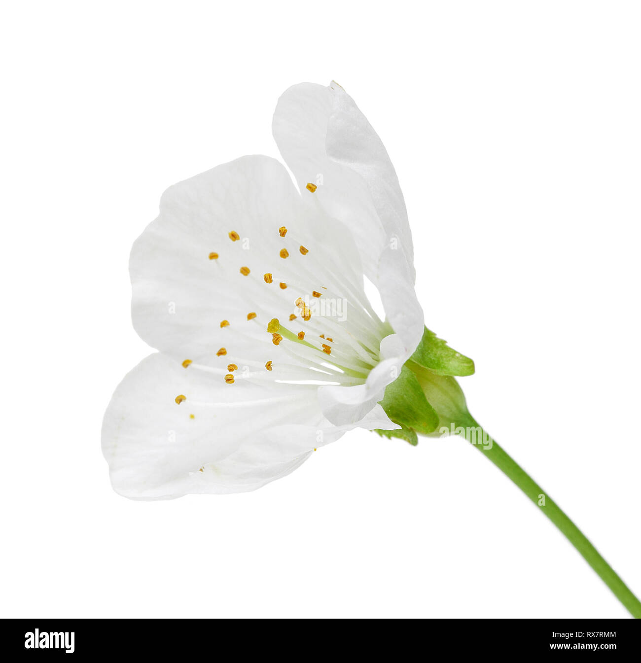 Single cherry blossom isolated on white background Stock Photo - Alamy