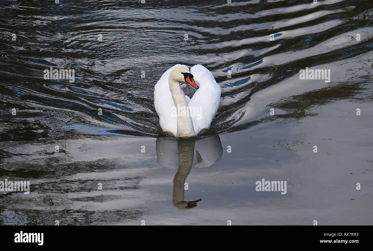 Mute Swan, River Fowey, 050416 Stock Photo