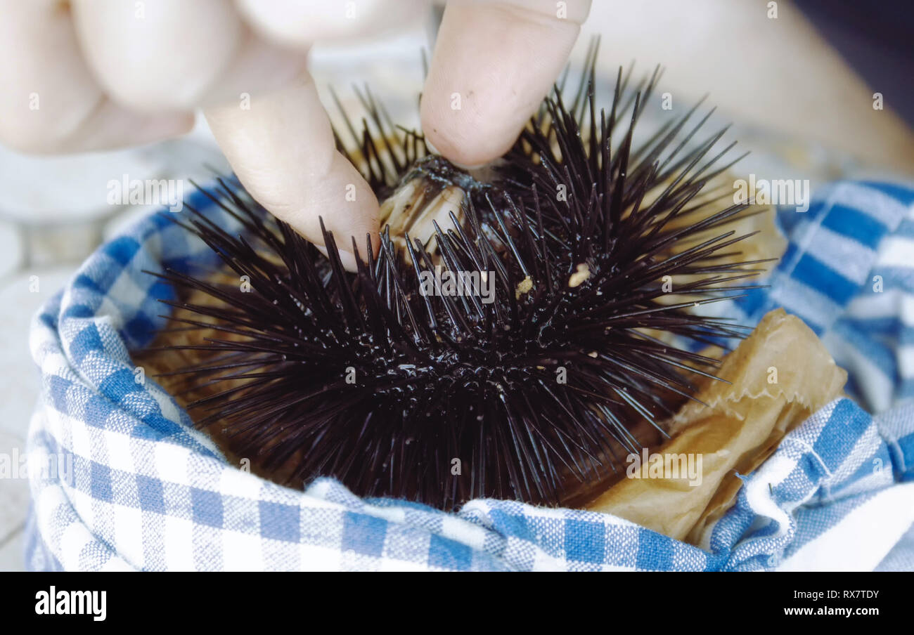 A single black sea urchin being prepared for cooking in the kitchen Stock Photo