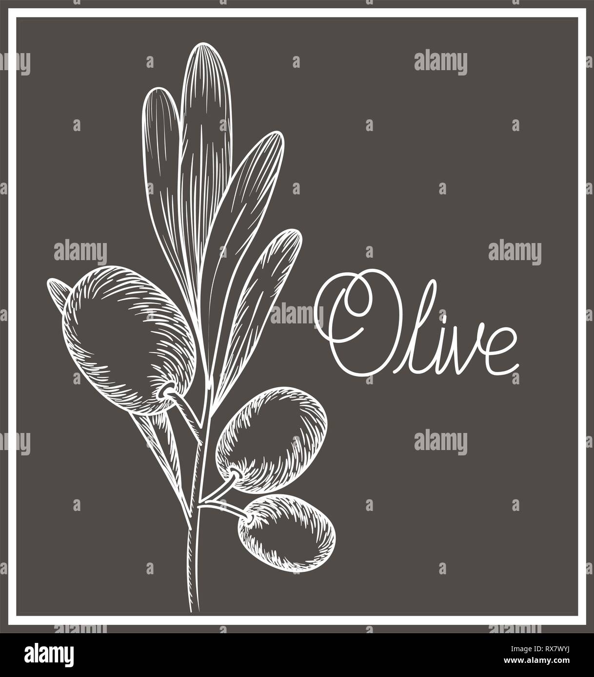 olive flower drawing isolated icon Stock Vector Image & Art Alamy