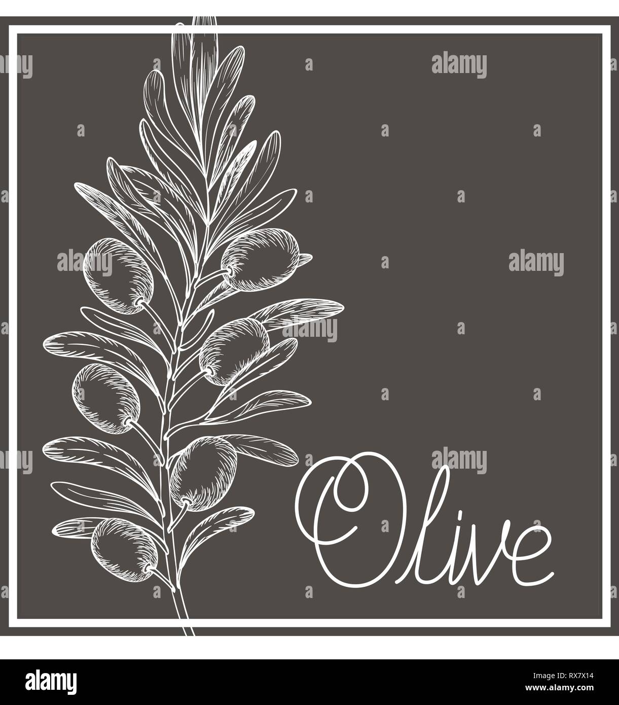 olive flower drawing isolated icon Stock Vector Image & Art Alamy