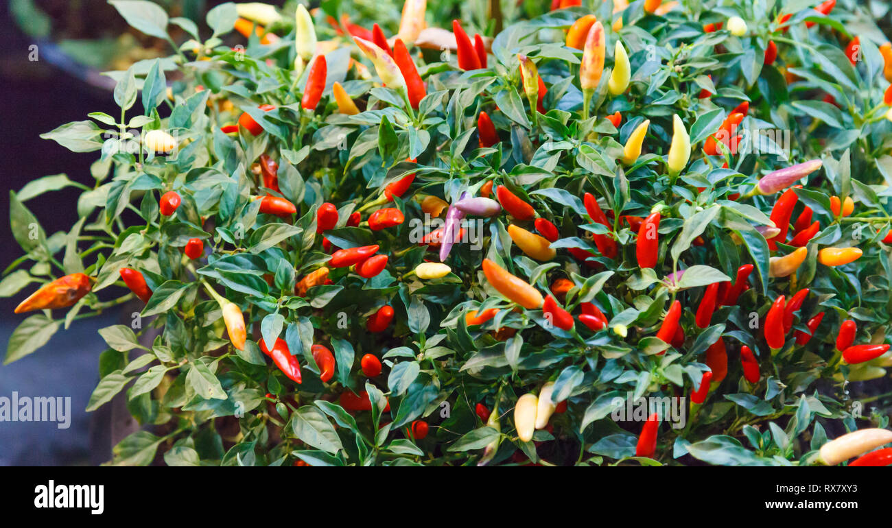chili pepper (chile, chile pepper, chilli pepper or chilli) spicy fruit