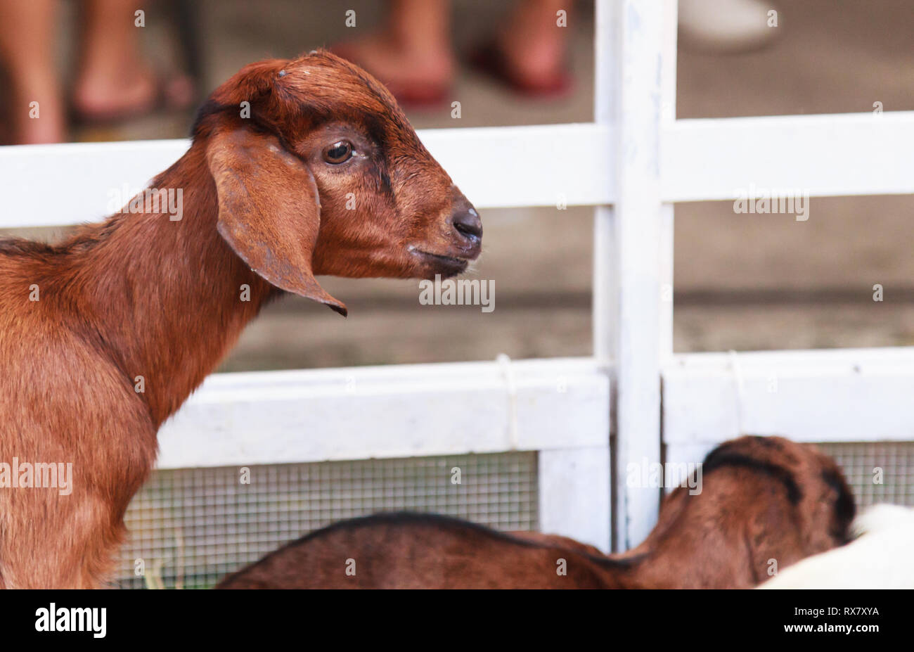 Juvenile goat kids behind white fences. Domestic goats, one of the