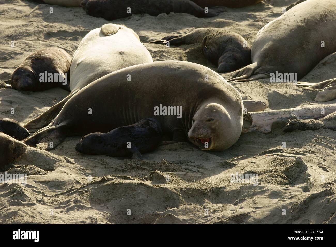 Seal Family On Beach High Resolution Stock Photography And Images