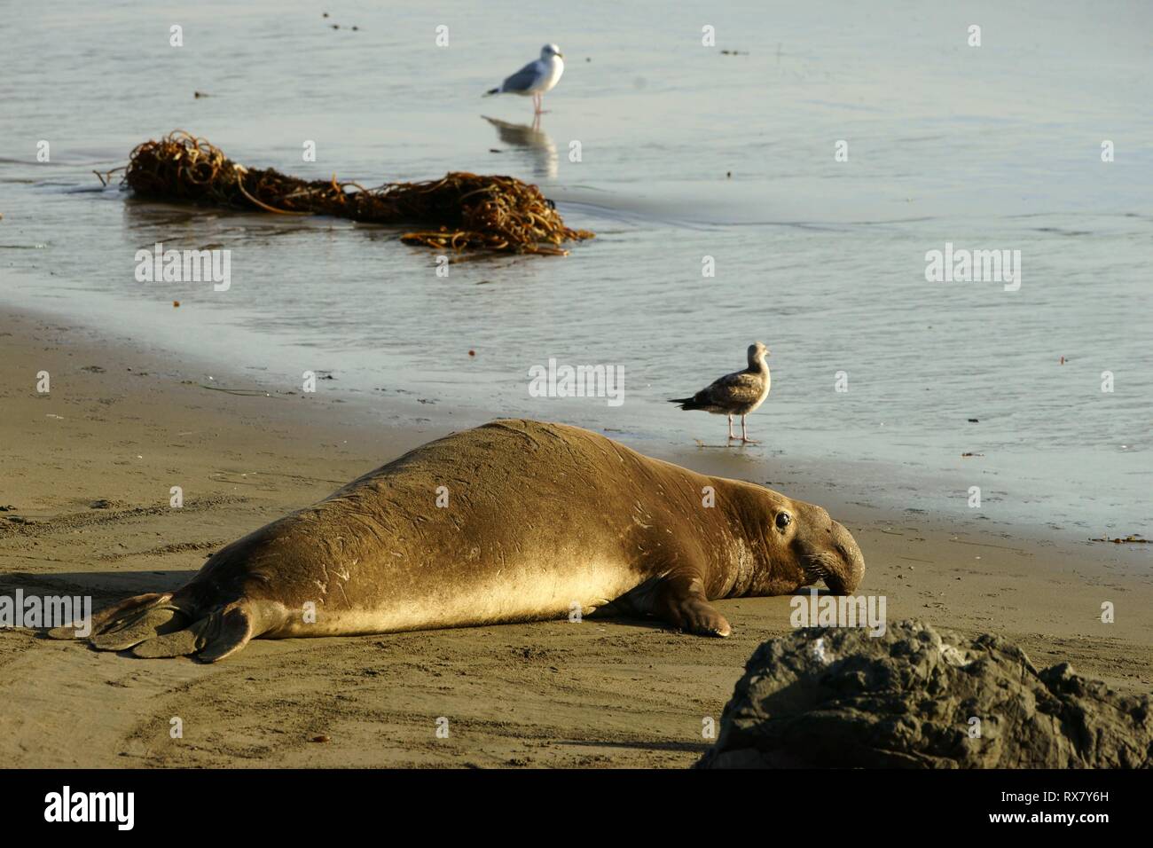 Single male elephant seal lying on a sandy beach in the evening ...