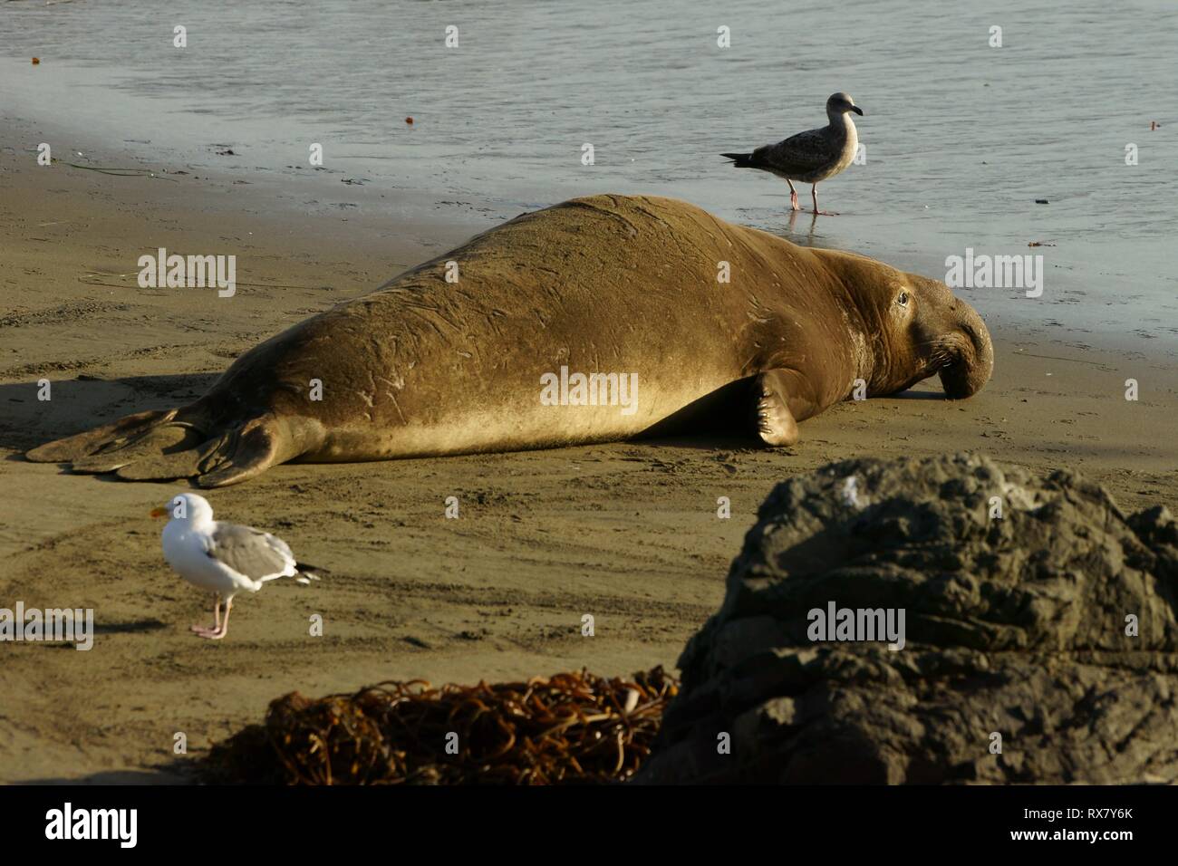 Single male elephant seal lying on a sandy beach in the evening ...