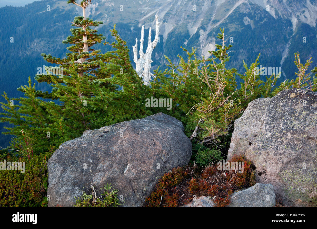 WA15903-00...WASHINGTON - Young trees and remains of a tree brunt in a forest fire on Colonnade Ridge in Mount Rainier National Park. Stock Photo